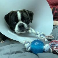 Jefferson Animal Hospitals ico