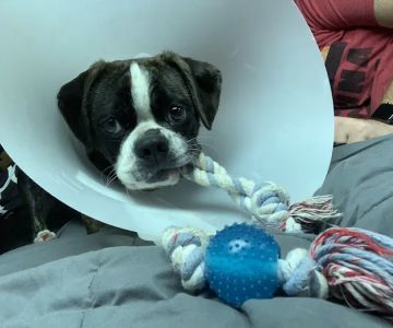 Jefferson Animal Hospitals