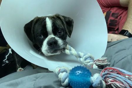 Jefferson Animal Hospitals