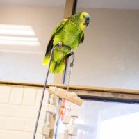 VCA Shelden Animal Hospital ico