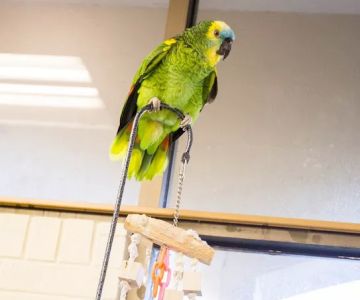 VCA Shelden Animal Hospital
