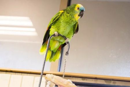 VCA Shelden Animal Hospital