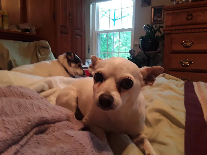 Shepherdsville Animal Hospital 4
