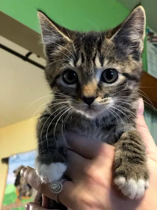 Shepherdsville Animal Hospital 8