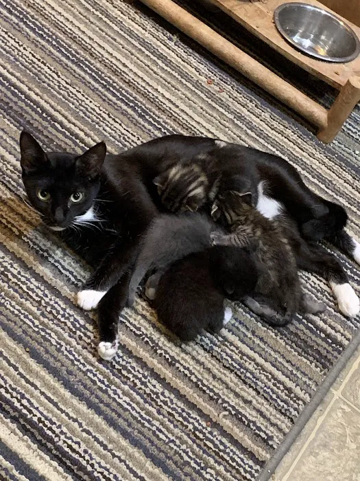 Shepherdsville Animal Hospital 5