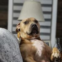 Shepherdsville Animal Hospital ico