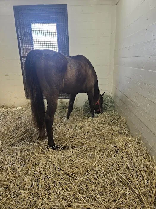 Rood & Riddle Equine Hospital 5