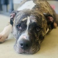 Midway Small Animal Clinic ico
