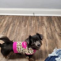 Noah's Ark Animal Hospital ico