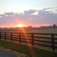 Equine Medical Associates, PSC ico
