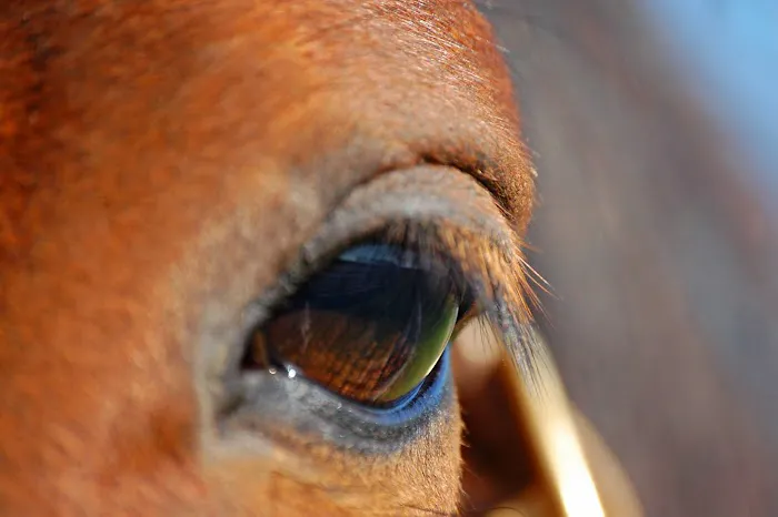 Equine Medical Associates, PSC 2