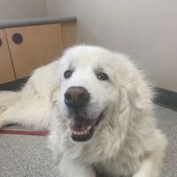 North Lexington Veterinary Clinic ico