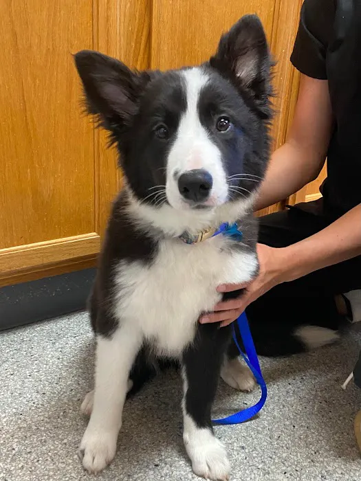 North Lexington Veterinary Clinic 4