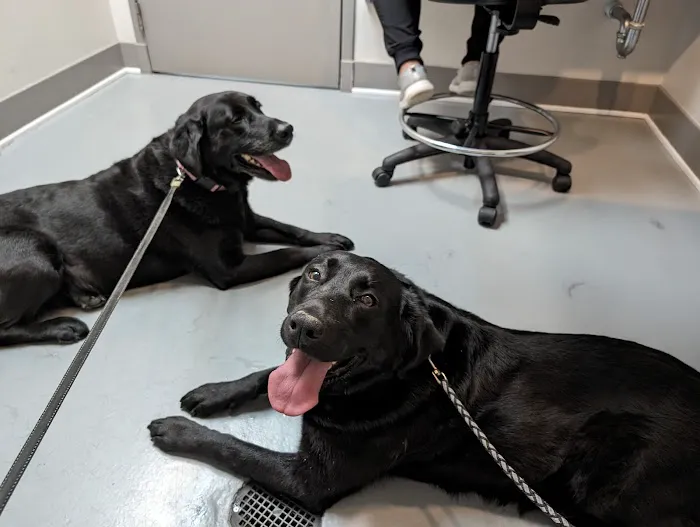 Georgetown Animal Hospital 6