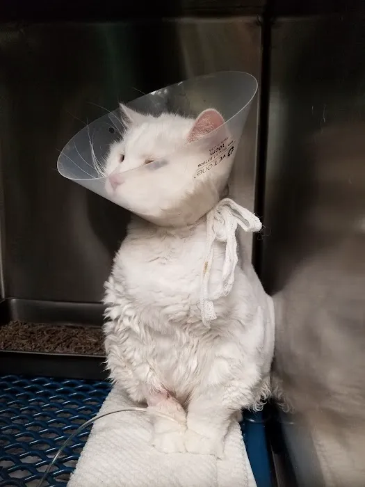 Georgetown Animal Hospital 10