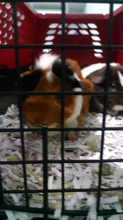 Georgetown Animal Hospital 9