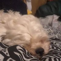 Georgetown Animal Hospital ico