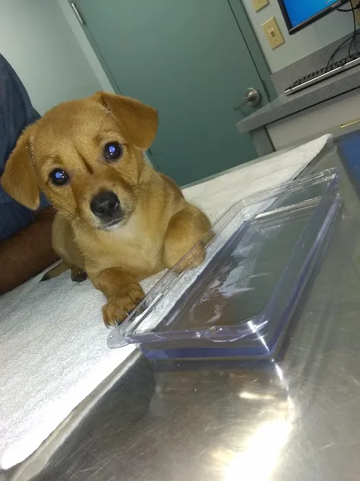 Georgetown Animal Hospital 3