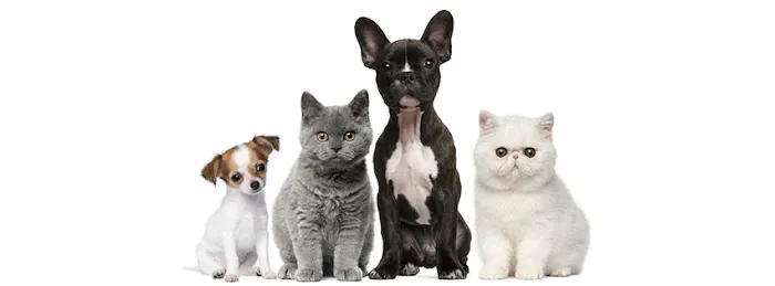 Georgetown Animal Hospital 2