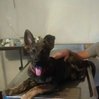 Biehl Karolyn DVM ico
