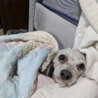Seven Hills Pet Clinic - Blanchester ico