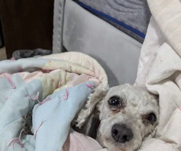 Seven Hills Pet Clinic - Blanchester