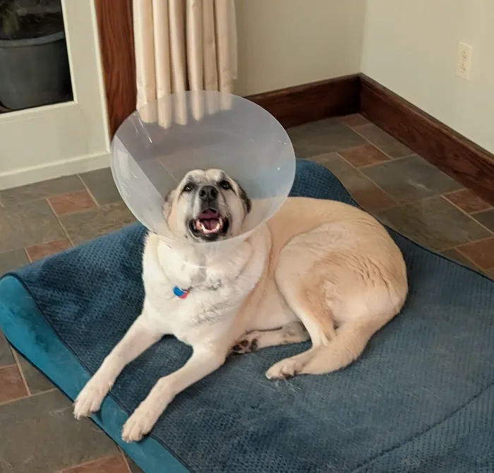Seven Hills Pet Clinic - Blanchester 4