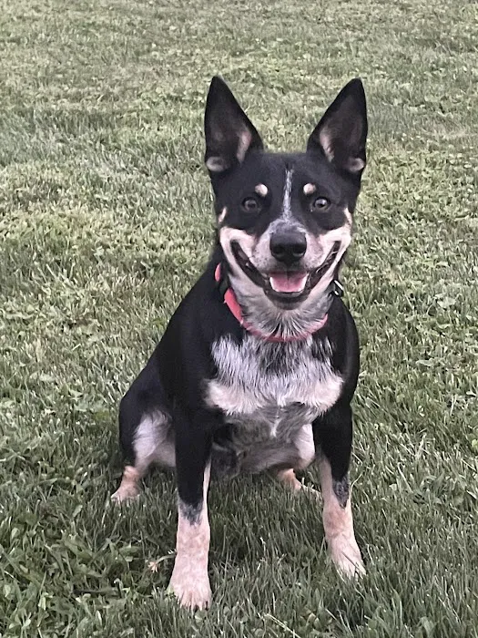 Seven Hills Pet Clinic - Blanchester 10