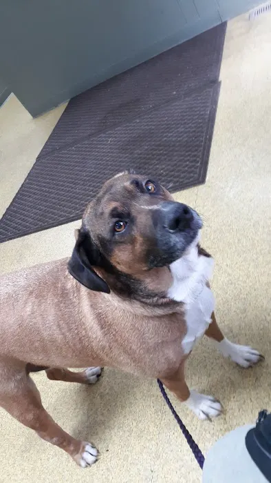 Lynchburg Veterinary Clinic 1