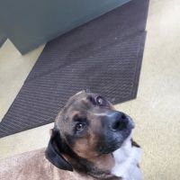 Lynchburg Veterinary Clinic ico