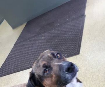 Lynchburg Veterinary Clinic