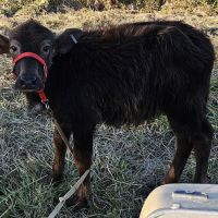 McConnell Veterinary Services ico