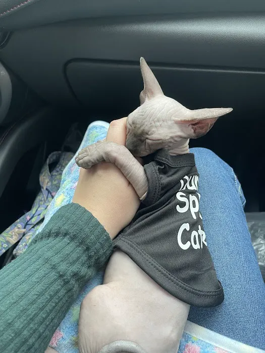 Duncan Sphynx Cattery 5