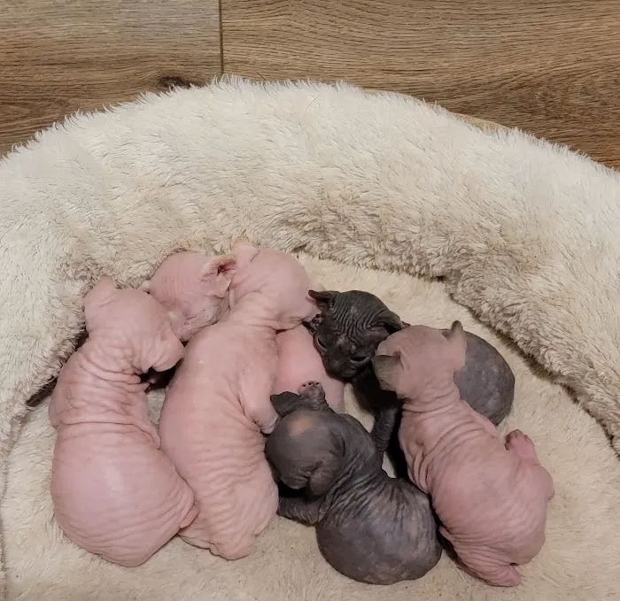 Duncan Sphynx Cattery 8