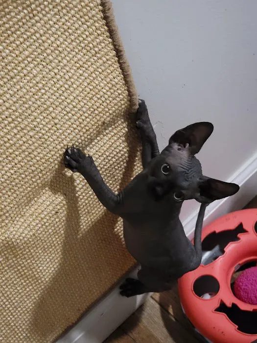 Duncan Sphynx Cattery 7