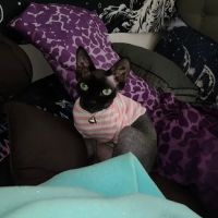 Duncan Sphynx Cattery ico