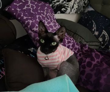 Duncan Sphynx Cattery