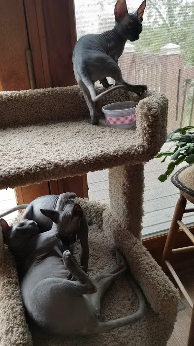 Duncan Sphynx Cattery 10
