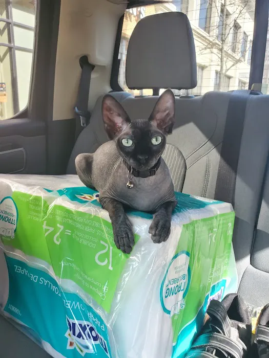 Duncan Sphynx Cattery 6