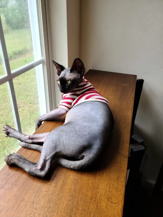 Duncan Sphynx Cattery 2