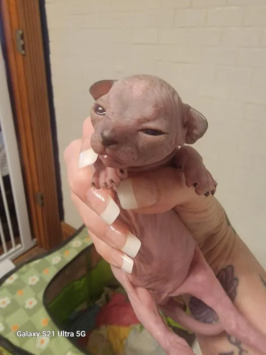 Duncan Sphynx Cattery 9