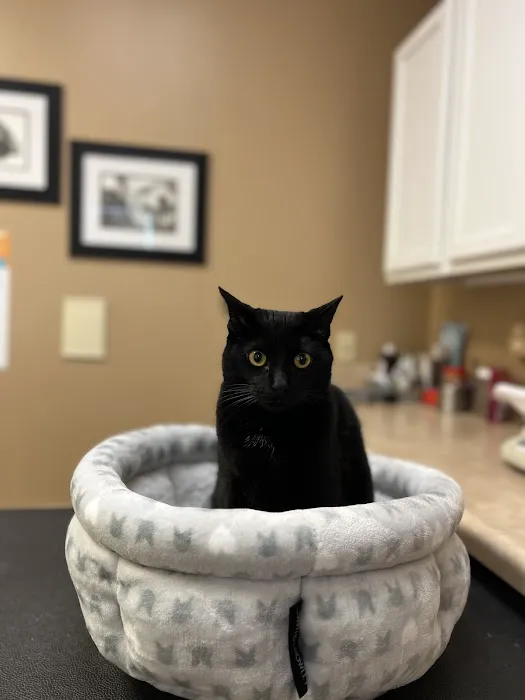 Creature Comforts Animal Hospital 9