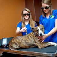 Gibson Veterinary Clinic ico