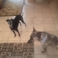 Woodford County Veterinary Clinic ico