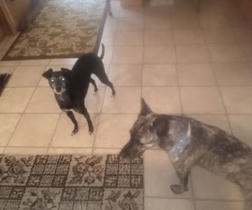 Woodford County Veterinary Clinic