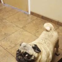 Hawthorne Park Animal Care Center ico