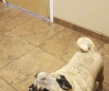 Hawthorne Park Animal Care Center