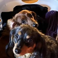 Mazomanie Animal Hospital ico