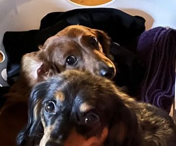 Mazomanie Animal Hospital