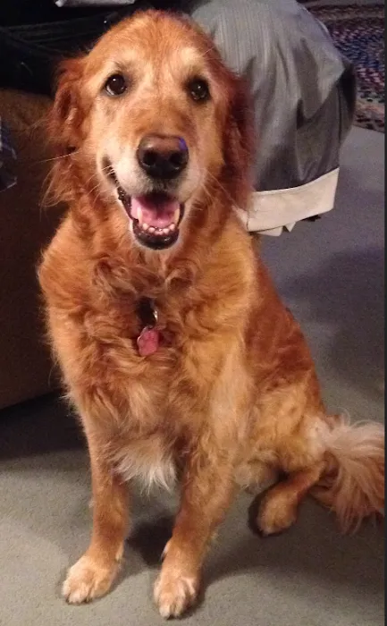 Mazomanie Animal Hospital 6